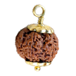 7 Mukhi Rudraksha