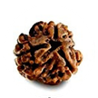 3 Mukhi