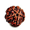 five mukhi rudraksha