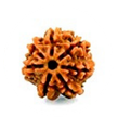 7 Mukhi Rudraksha
