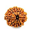 8 Mukhi Rudraksha