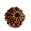 https://shop.astroparduman.com/nine-mukhi-rudraksha
